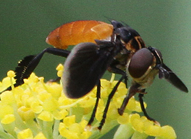 Trichopoda pennipes 